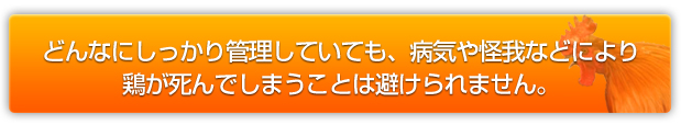 どんなにしっかり管理していても、病気や怪我などにより鶏が死んでしまうことは避けられません。