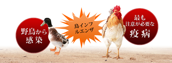 鳥インフルエンザは最も注意をしなければならない疫病