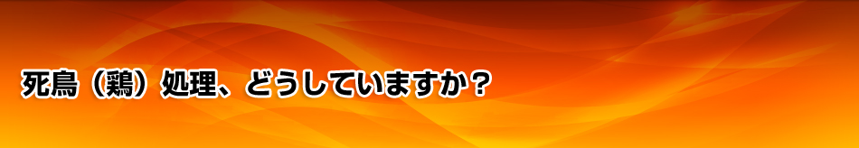 死鶏処理、どうしていますか？
