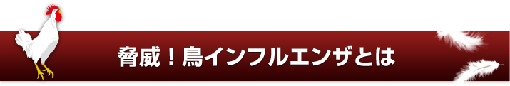 脅威！鳥インフルエンザとは