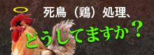 死鶏処理、どうしてますか？